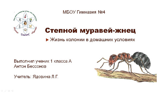 Степной муравей-жнец. Жизнь колонии в домашних условиях